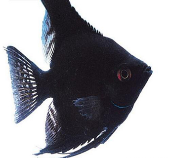 热点 黑玛丽红玛丽怎么养   黑,红玛丽鱼是比较调皮的小型热带鱼之一