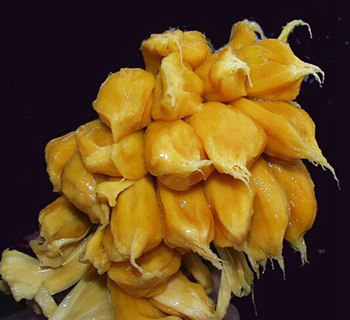 菠萝蜜核的种植图片