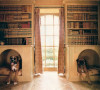 　　书柜法
　　在大书柜下部保留一个空间，让狗狗陪你一起看书。