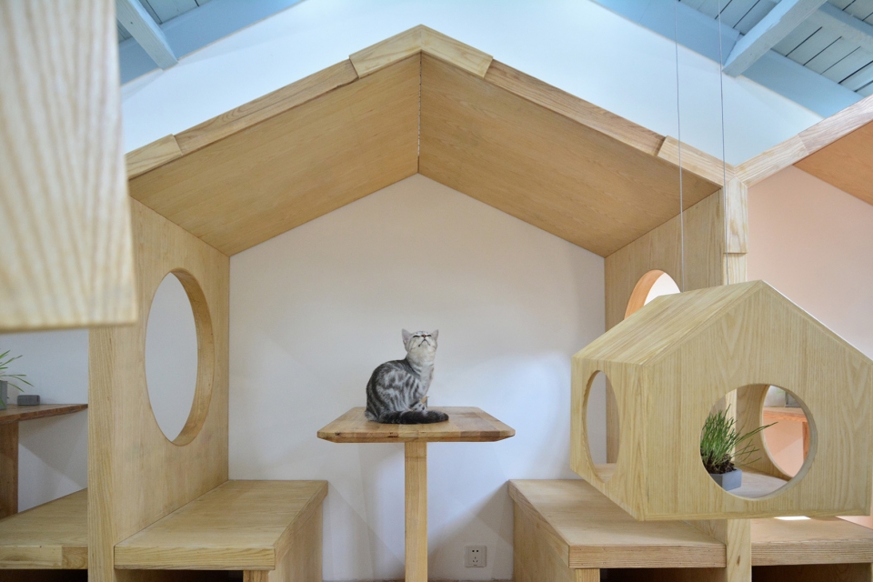 图片来自建筑师杨楠在猫之一隅撸猫馆的分享