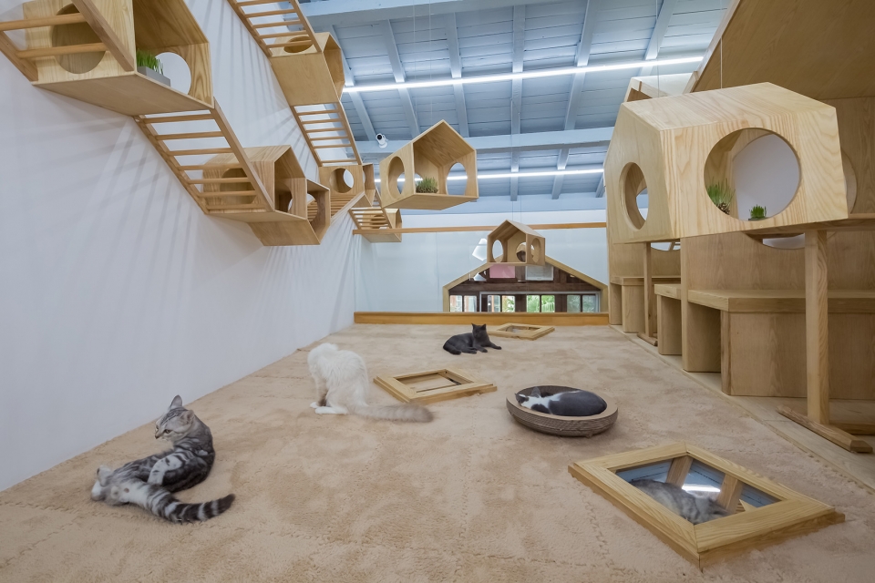 图片来自建筑师杨楠在猫之一隅撸猫馆的分享